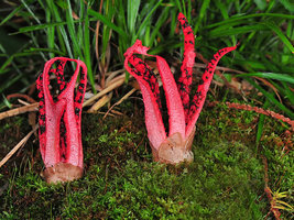 Rare-and-Beautiful-Mushrooms-5.jpg