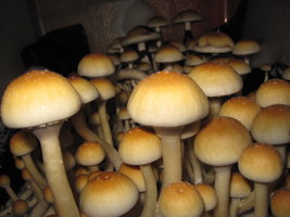 A plus eatyualive Shroomery 400762222-IMG_7358.jpg