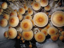 A plus eatyualive Shroomery 400593130-A8.jpg