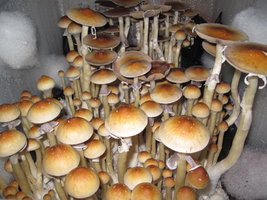 A plus eatyualive Shroomery 400649228-IMG_7300.jpg