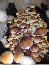 A plus eatyualive Shroomery 400765337-IMG_7360.jpg