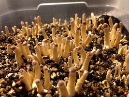 Alacabenzi yikeys Shroomology apy2e9e5.jpg