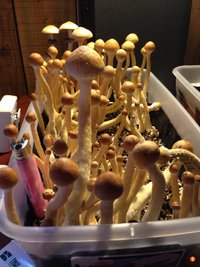 Alacabenzi yikeys Shroomology azu5yba6.jpg
