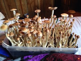 Alacabenzi yikeys Shroomology e6ubatyt.jpg
