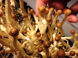Alacabenzi yikeys Shroomology y2a9ateg.jpg