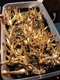 Alacabenzi yikeys Shroomology ugemuzun.jpg