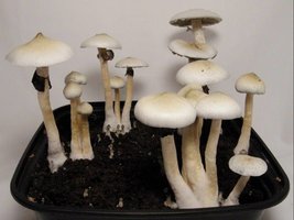 Albino A plus psychonaut.com ooh00.jpg