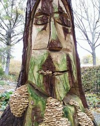 Armillaria%20mellea%20Hallimasch%201.jpg
