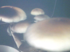 coguspesa3 (5).jpg
