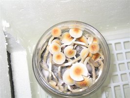 Imagem 010.jpg