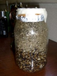 invitro2.jpg