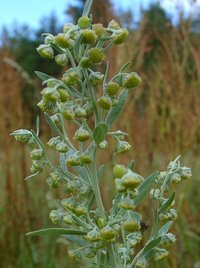 artemisia_absinthium.jpg
