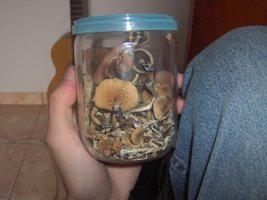Cultivados secos em abril de 2007.jpg
