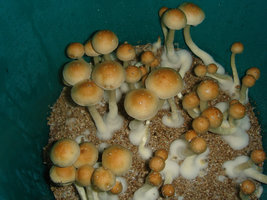 Bulk Mex1.JPG