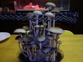 813500695-pooharvest.jpg