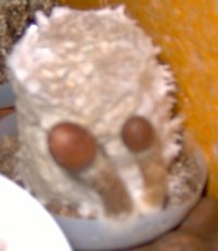 Im000381.jpg