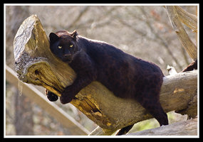 pantera negra.jpg