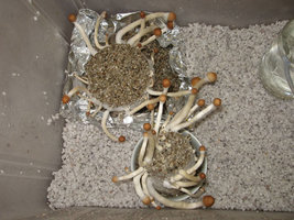 shrooms.jpg