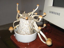 shrooms2.jpg