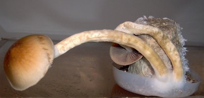 12 Cogus tortos bolo1.jpg