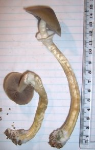 13 Flush1 do bolo1.jpg