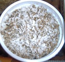 Casing arroz que passou por rescued está felpudo.jpg
