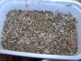 Pins e primordias do casing de bosta.jpg