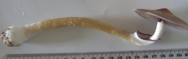 06 21cm.jpg