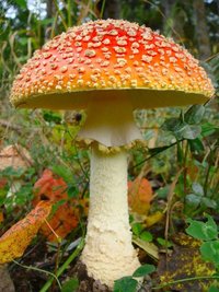 amanita muscaria perfeita.jpg