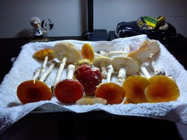 WP_001915.jpg