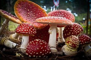 amanita_ring.jpg