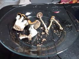 IMG_20150611_162748737[1].jpg