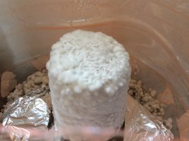 IMG_2201.JPG