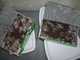 cultivo 4.JPG