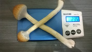 WP_20150403_017.jpg