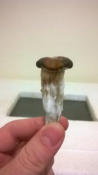 WP_20150523_012.jpg