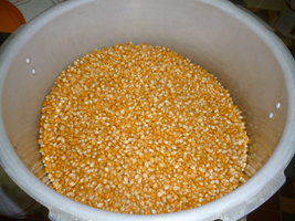 cultivo 29.JPG