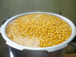 cultivo 33.JPG