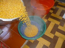 cultivo 35.JPG