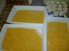 cultivo 40.JPG
