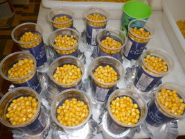 cultivo 46.JPG
