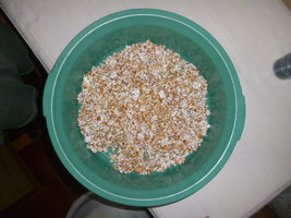 cultivo 61.JPG