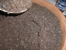 cultivo 65.JPG