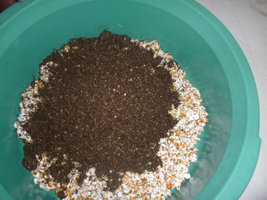 cultivo 68.JPG