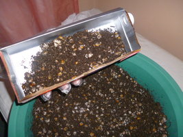 cultivo 71.JPG