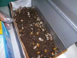 cultivo 77.JPG
