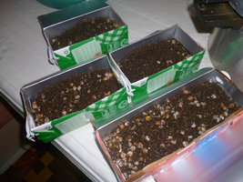 cultivo 78.JPG