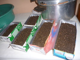 cultivo 82.JPG