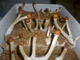 cultivo 109.JPG