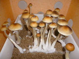 cultivo 113.JPG
